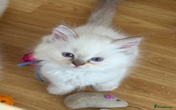 Ragdoll cats for sale: Gccf registered ragdoll kittens  - Image 30