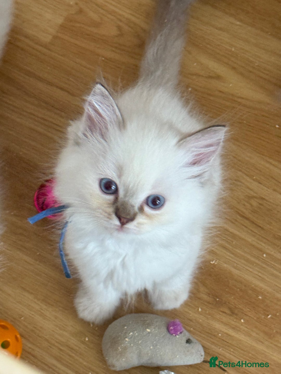 Ragdoll cats for sale: Gccf registered ragdoll kittens  - Image 30