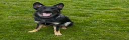 German Shepherd dogs for sale: Our Beautiful German Shepherd Boy-Kobe  in Wolverhampton - Advert 3