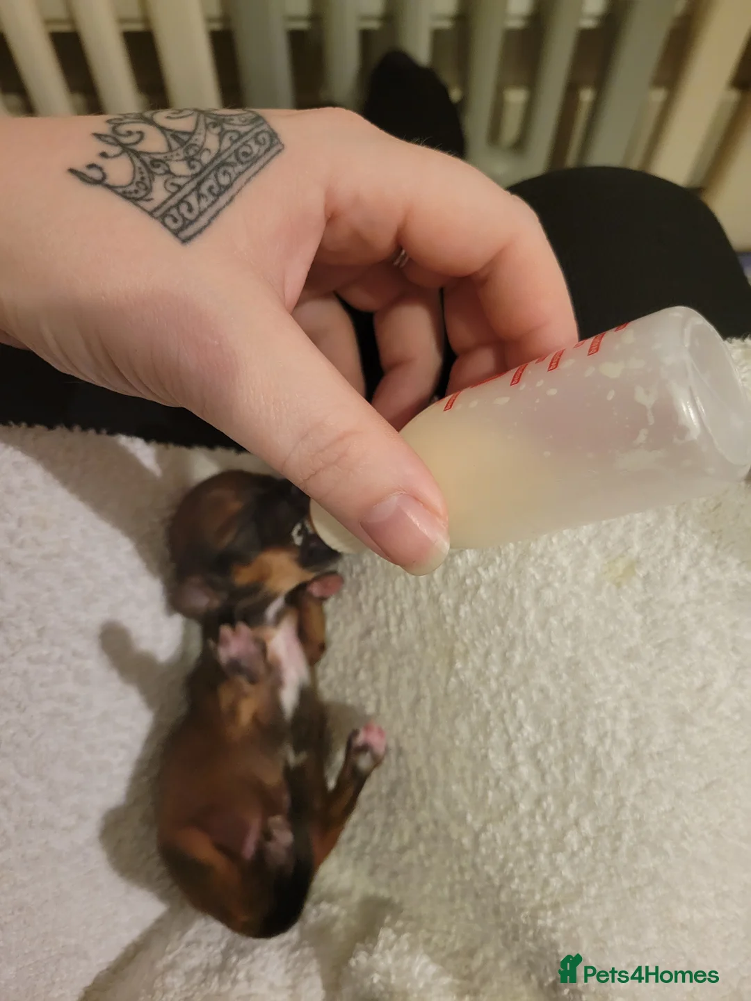Mixed Breed dogs for sale: Dorky puppies  - Advert 2