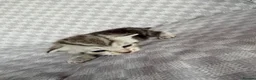 Bengal cats for sale: Grey tabby/bengal kitten  - Advert 10