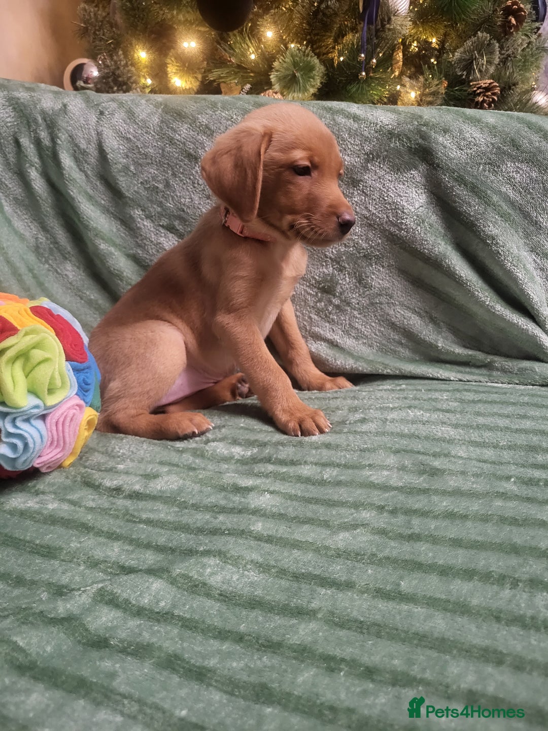 Labrador Retriever dogs for sale: KC registered labrador puppies - Advert 15