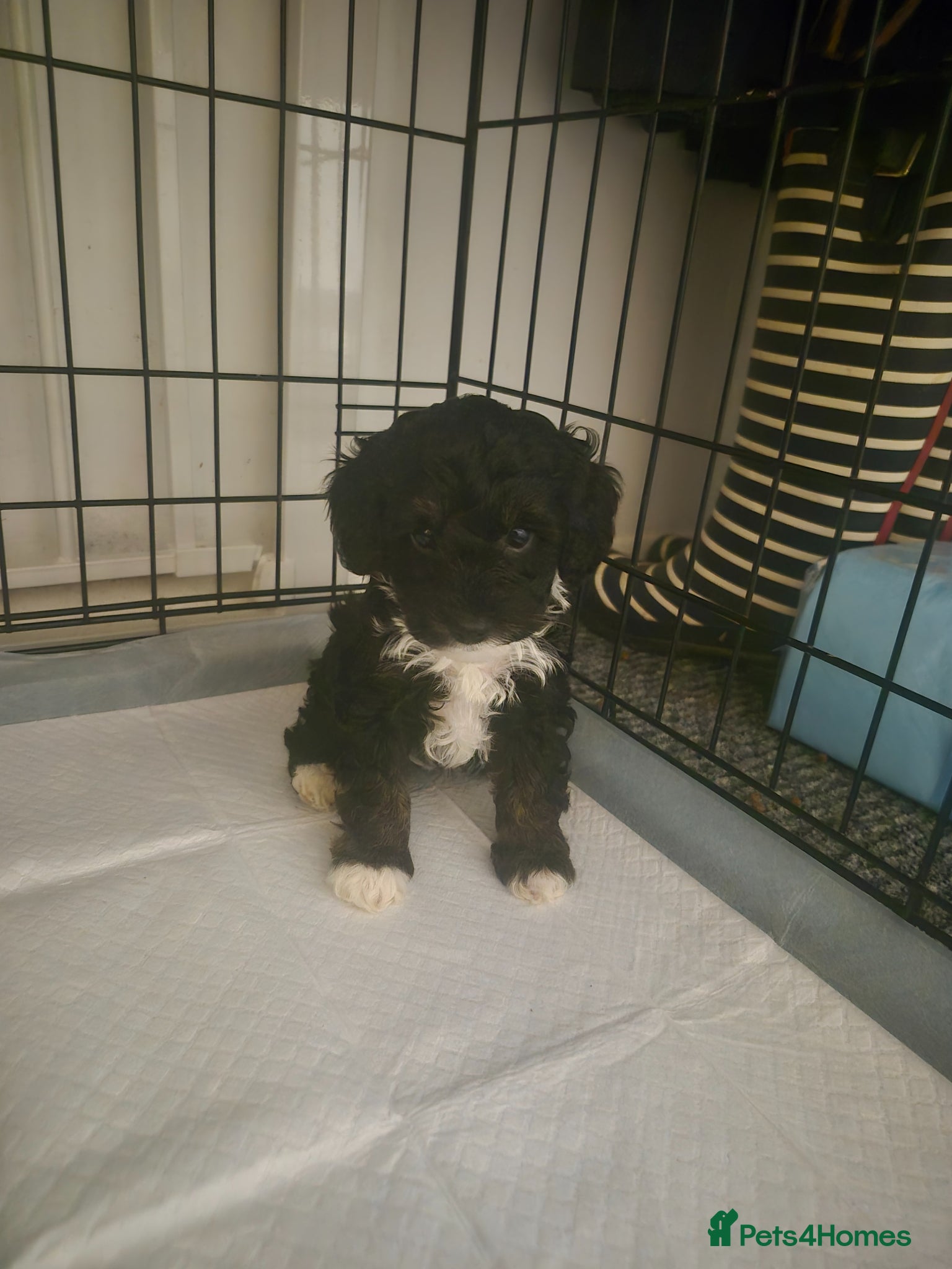 Cockapoo dogs cockapoo puppies various colours  - Advert 18