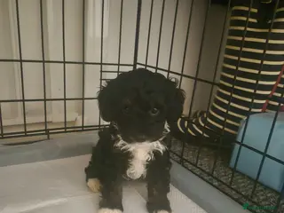 Cockapoo dogs cockapoo puppies various colours - Advert 18