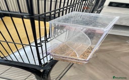 Lovebirds birds for sale: 2 Lovebirds and large cage  - Image 6