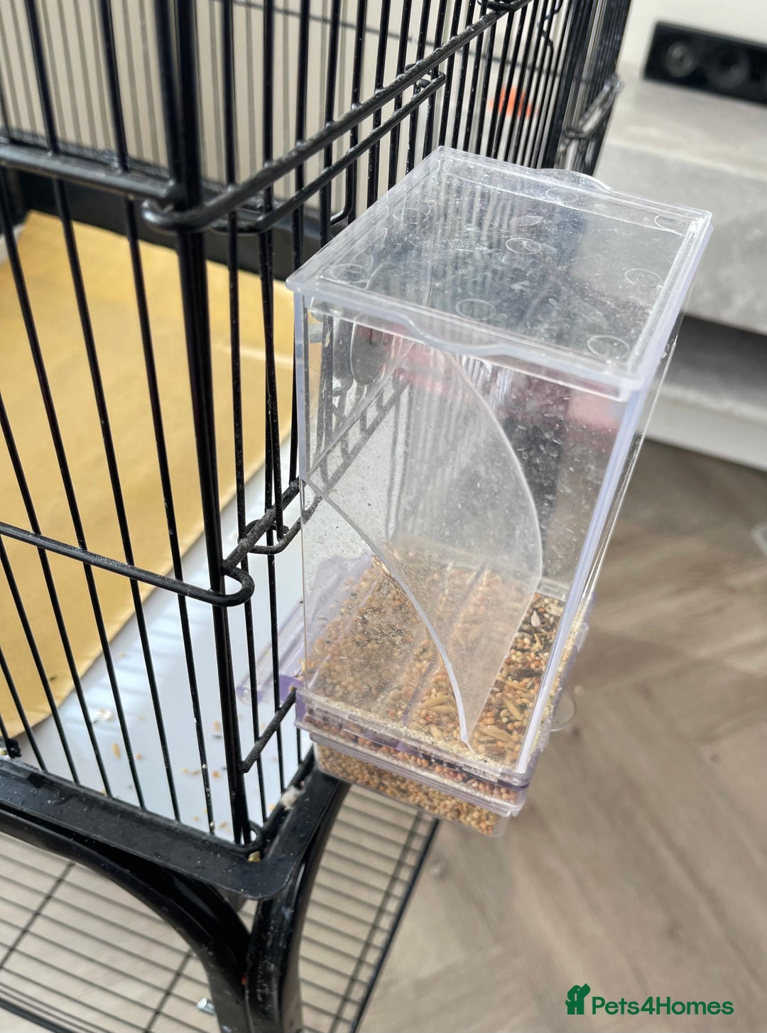 Lovebirds birds for sale: 2 Lovebirds and large cage  - Image 6