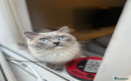 Ragdoll cats for sale: Ragdoll kitten ready to go  - Image 5