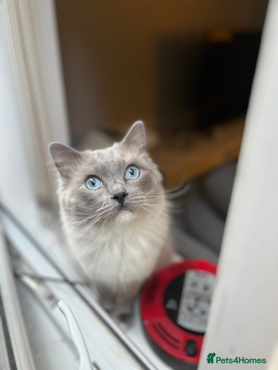 Ragdoll cats for sale: Ragdoll kitten ready to go  - Image 5