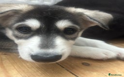 Siberian Husky dogs for sale: Lovely husky puppies, ready for new homes on 25/8 - Image 3