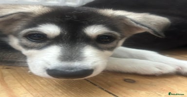 Siberian Husky dogs - Advert 3