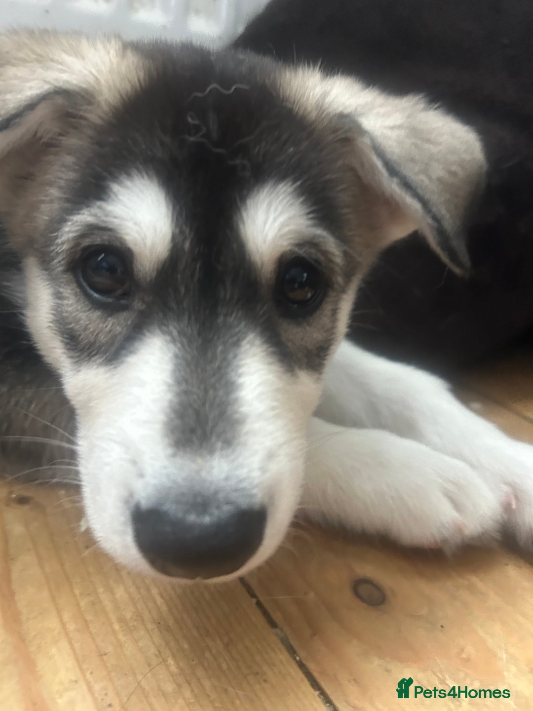 Siberian Husky dogs for sale: Lovely husky puppies, ready for new homes on 25/8 - Image 3