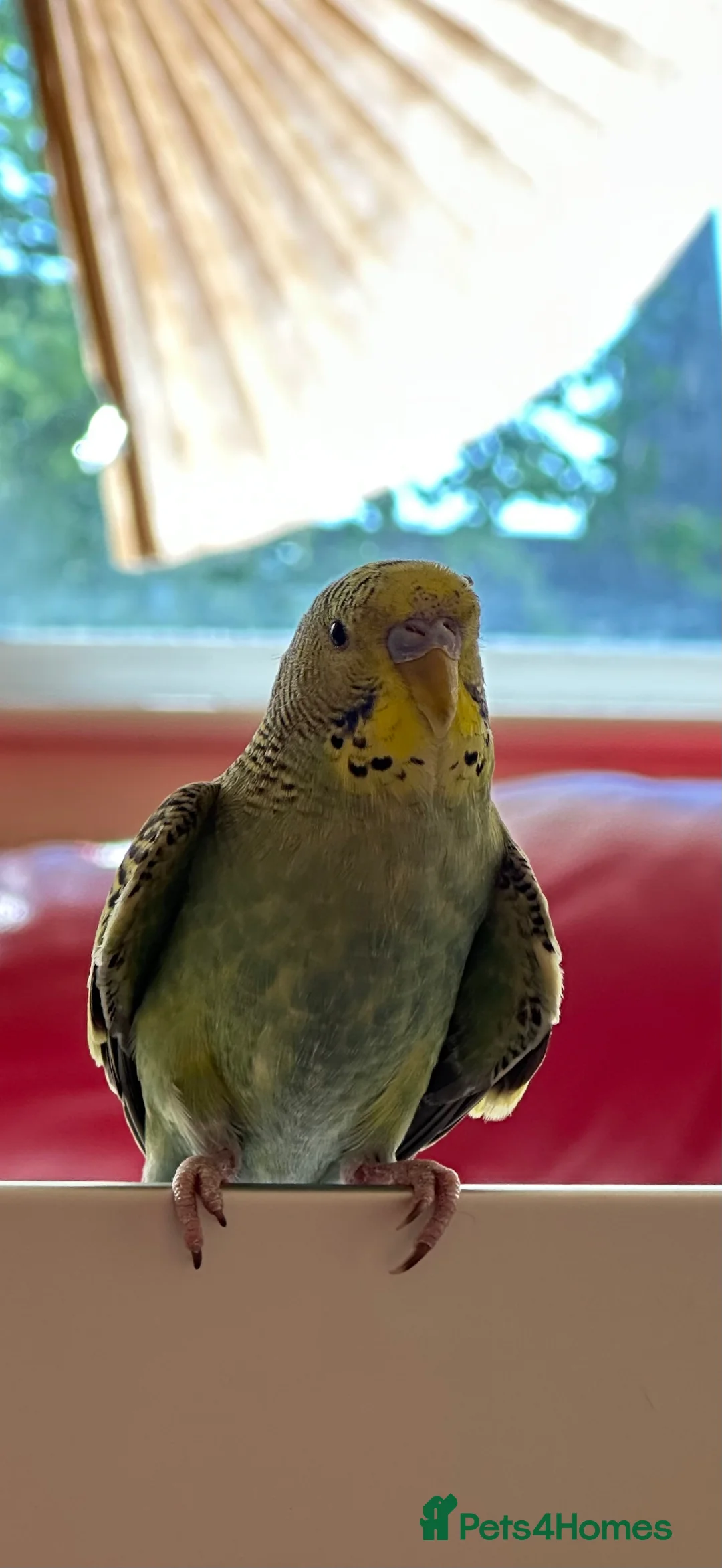 Budgerigars birds for sale: Beautiful girl  in Romford - Advert 5