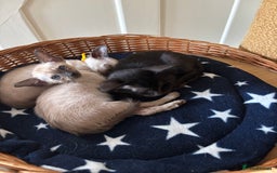 Siamese cats for sale: SIAMESE and ORIENTAL KITTENS - Advert 19