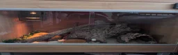 Corn Snake reptiles for sale: Carolina corn snake  - Advert 1