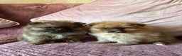 Pomeranian dogs for sale: READY TODAY TINY POM PUPPIES HEALTH CHECKED  - Advert 1