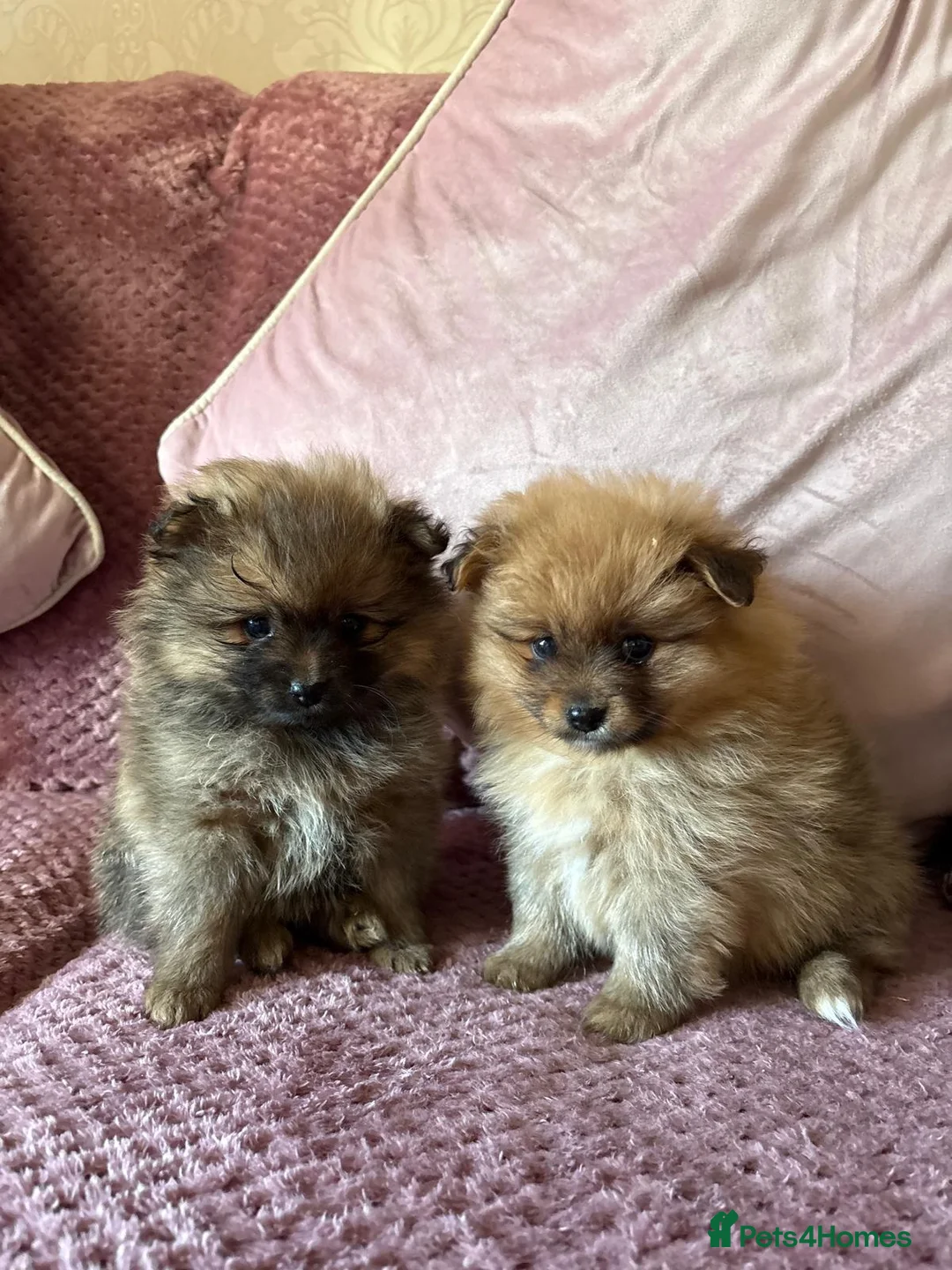 Pomeranian dogs for sale: READY TODAY TINY POM PUPPIES HEALTH CHECKED  - Advert 1