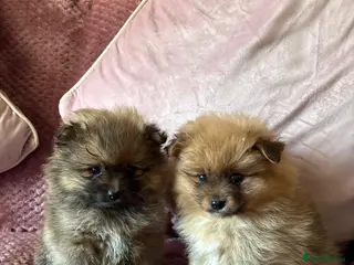 Pomeranian dogs READY TODAY TINY POM PUPPIES HEALTH CHECKED - Advert 2