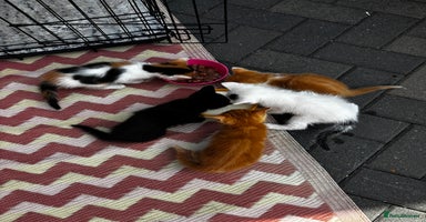 Mixed Breed cats - Advert 4