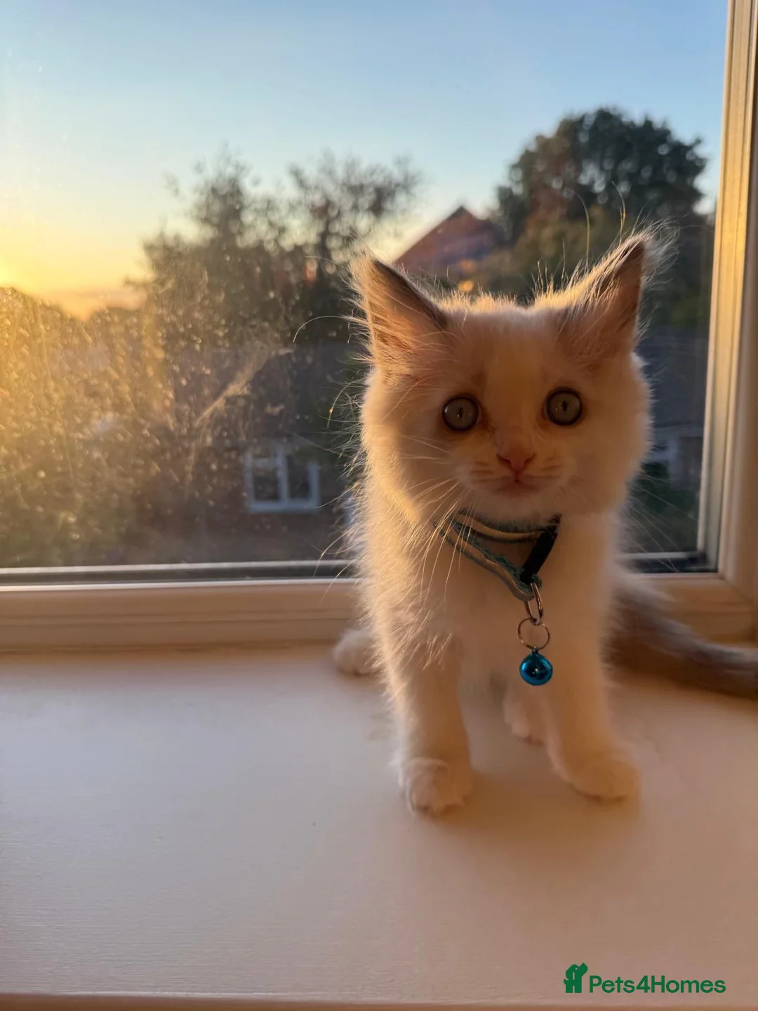 Ragdoll cats for sale: Adorable Blue-Eyed Ragdoll Kittens - Advert 2