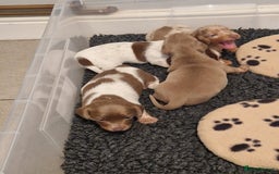 Miniature Dachshund dogs for sale: Minature dachound pups - Image 6