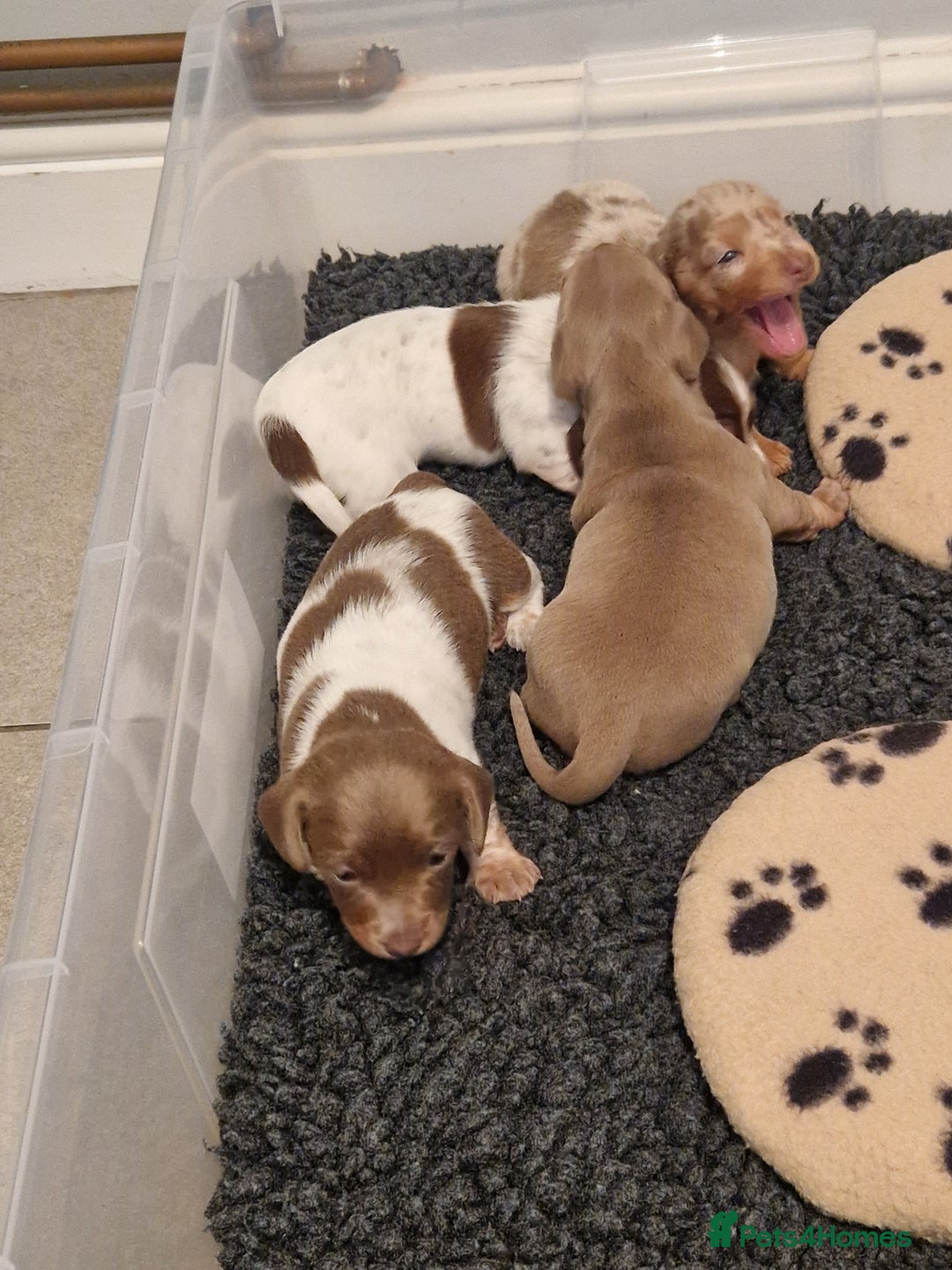 Miniature Dachshund dogs for sale: Minature dachound pups - Image 6