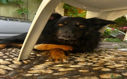 Mixed Breed dogs for sale: Rufty - Image 20