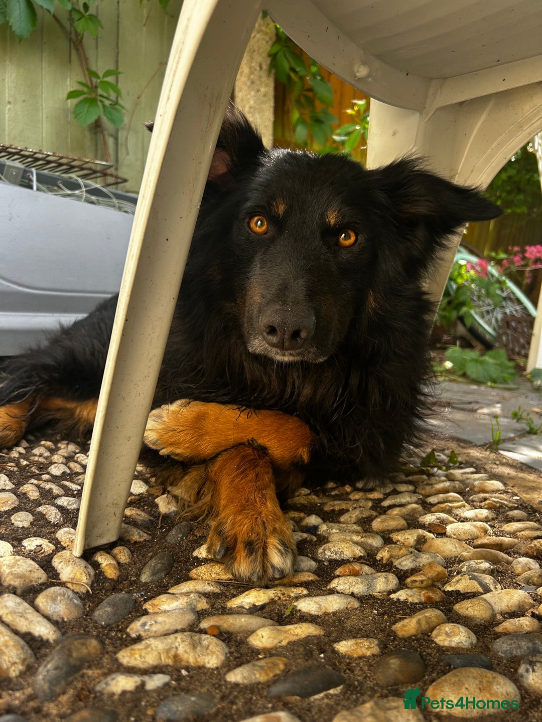 Mixed Breed dogs for sale: Rufty - Image 20