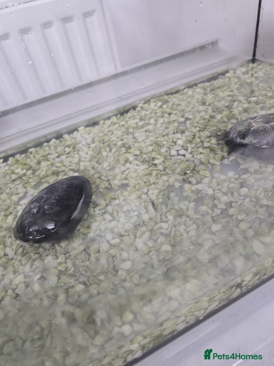 Turtle reptiles for sale: Turtles - Musk Turtles URGENT  - Advert 4