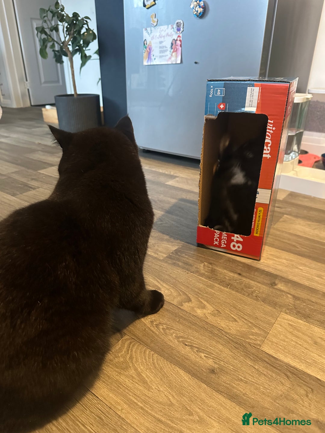 Mixed Breed cats for sale: Adorable boy available now! - Advert 2