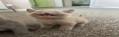British Shorthair 2