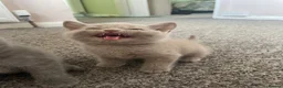 British Shorthair cats for sale: 🐾 GCCF REGISTERED BRITISH SHORTHAIR KITTENS 🐾 - Advert 9