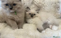 Ragdoll cats for sale: Stunning mink Ragdoll baby! 🩶🐱🩶 - Image 22