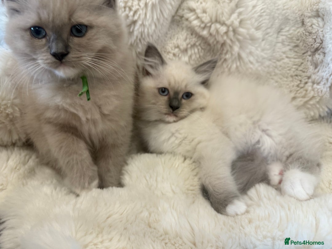 Ragdoll cats for sale: Stunning mink Ragdoll baby! 🩶🐱🩶 - Image 22