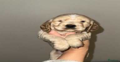 Cocker Spaniel dogs KC show cocker spaniels- simbawood lines - Advert 12