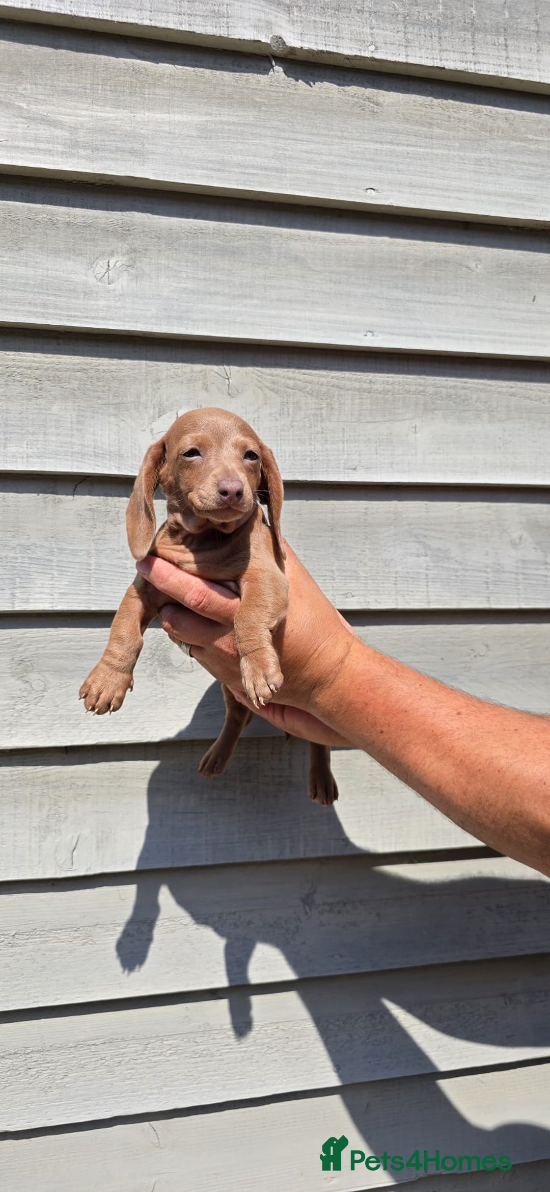 Dachshund dogs for sale: Miniature dachshund puppies  in Newmarket - Image 6