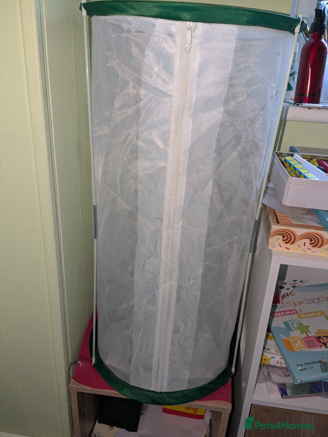 Stick Insects invertebrates for sale: Sunny stick insects - Advert 2