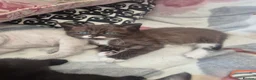 Snowshoe cats for sale: Beautiful snowshoe mixed Norwegian forest  - Advert 7