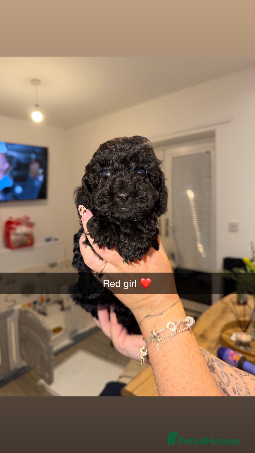Cockapoo dogs Cockapoo pups READY 12th October.  - Advert 1