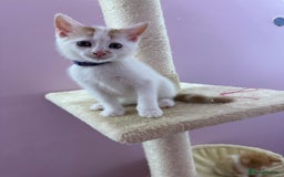 Mixed Breed cats for sale: READ INFO, 8 beautiful ginger kittens. - Image 8