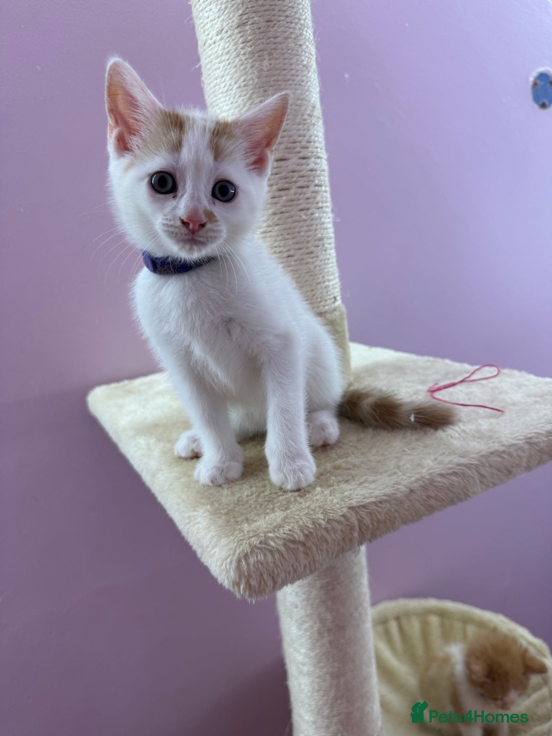 Mixed Breed cats for sale: READ INFO, 8 beautiful ginger kittens. - Image 8