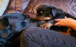Rottweiler dogs for sale: Rottweiler Puppies in Great Yarmouth - Image 6