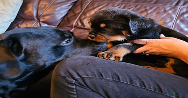 Rottweiler dogs in Great Yarmouth - Advert 8