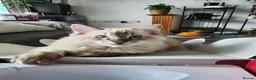 Ragdoll cats for sale: Stunning, Clever & Vocal Male Ragdoll Lynx Kitten - Advert 21