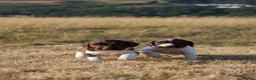 English Springer Spaniel dogs for sale: English springer spaniel  - Advert 6