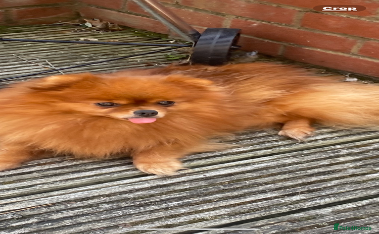 Pomeranian dogs - Advert 15