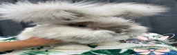 Angora rabbits for sale: Beautiful Full Faced English Angoras - Advert 2