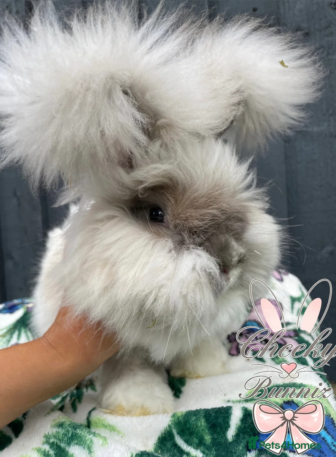 Angora rabbits for sale: Beautiful Full Faced English Angoras - Advert 2