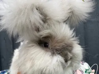 Angora rabbits Beautiful Full Faced English Angoras - Advert 4