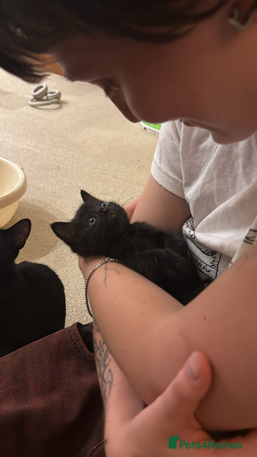 Bombay cats for sale: Black kittens for sale  - Image 7