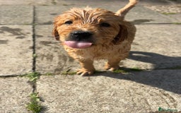 Golden Retriever dogs for sale: 2 beautiful golden retriever boys available. - Image 16